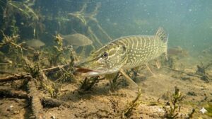 snoek